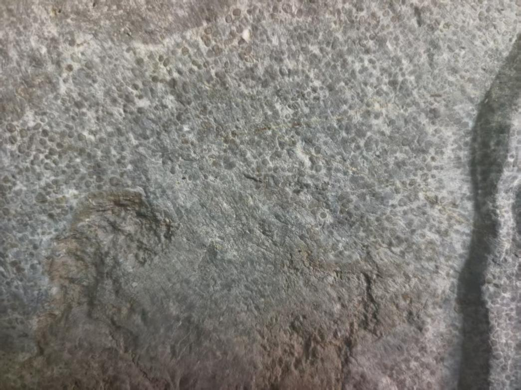 D277C